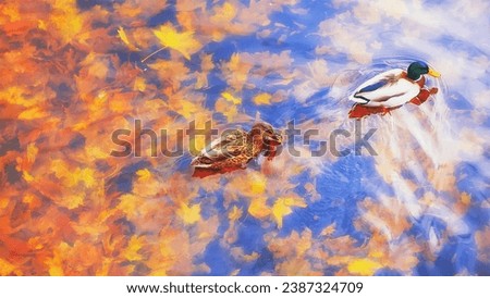 Two mallard ducks on a water in dark pond with floating autumn or fall leaves, top view. Beautiful fall nature . Autumn october season animal, landscape background. Vibrant red orange nature colors Royalty-Free Stock Photo #2387324709