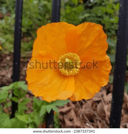 Orange Poppy growing by a fence