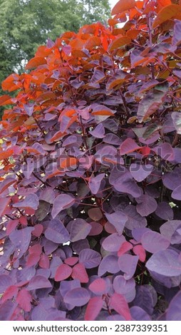 Beautiful background pattern image of from the plant Euphorbia cotinifolia also known as Tropical smokebush, Caribbean copperplant, Mexican shrubby Royalty-Free Stock Photo #2387339351