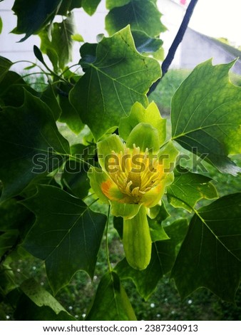Greenish yellow flower with orange circle, pistil and stamens of American tulip tree (Liriodendron tulipifera, tulipwood, tulip poplar, whitewood, fiddletree, yellow-poplar) framed by green leaves Royalty-Free Stock Photo #2387340913