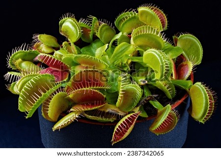 American Venus flytrap Dionaea shooting close up.