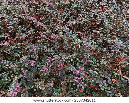 Photo of a full screen red natural plants trees that look like a bushes covering the entire space. Leaves have different color and shade from green to red