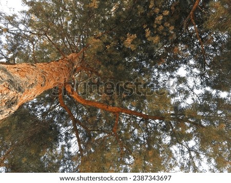 A tall coniferous tree with long branches and a beautiful natural bark pattern