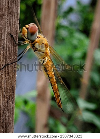 In my area there are several types of dragonflies, but this type is the most common.