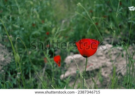 Poppy flower. It can be used as a background picture in works such as death, death announcement, death commemoration, farewell speech, funeral ceremony, funeral announcement. Papaver Rhoeas.