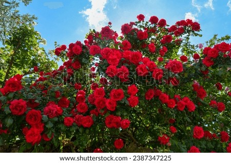 A bunch of red roses. The red rose is generally thought to symbolize love, passion, lust, affection, attachment, and bilateral relationships. Rosa Hybrida or Rosa Chinensis? Royalty-Free Stock Photo #2387347225