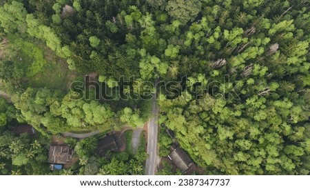 forest top view. aerial view of rain forest. road through forest. sustainable development. Forest Road Stock Photos, Pictures. Road Through Woods Images, Stock Photos