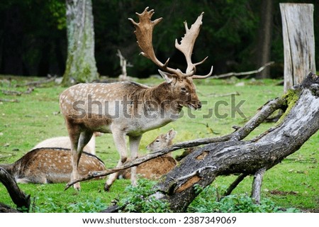 deer, green grass, trees, autumn, wilderness, side picture