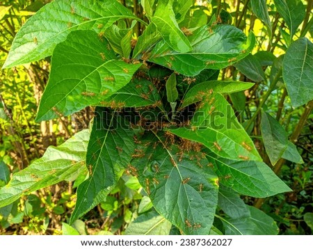 stock photo of fire ants or Solenopsis invicta Buren making nests in plant leaves