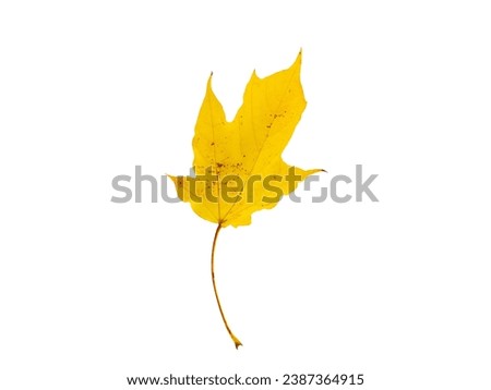 photo realistic image of a single yellow maple leaf on a white background. The leaf is in the center of the image and is isolated from any other objects. The leaf is a bright, vibrant yellow color and