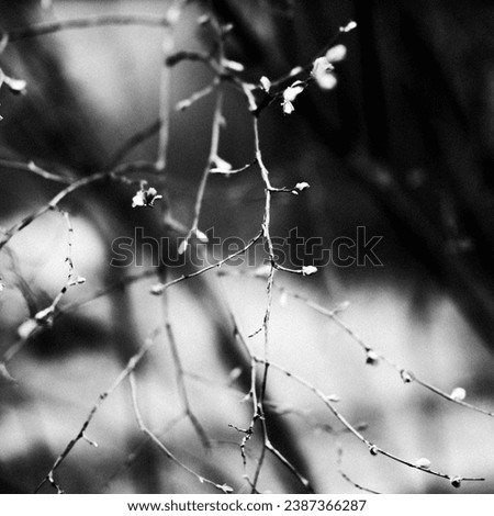 monochrome photograph of tree branches close up