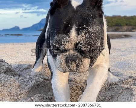 Boston Terrier portrait at the seaside at the beach