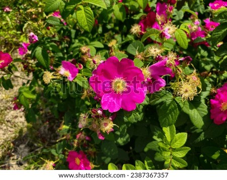 This red flower, probably French Rose (Rosa Gallica), can be used as an image that includes love, romance, love, passion and relationship. Royalty-Free Stock Photo #2387367357