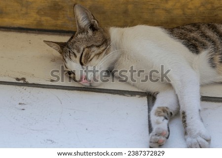 Javanese cat breed in Indonesia