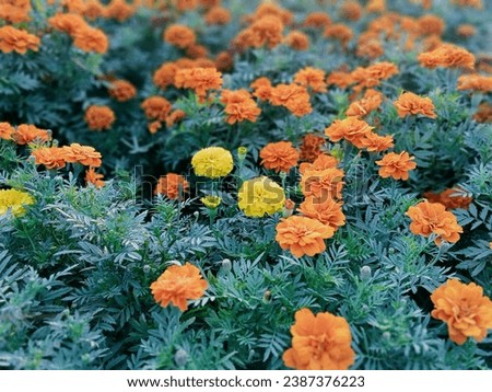 Marigolds have cheery, pom-pom, anemone, or daisy-shaped inflorescences in colors ranging from yellow and gold to orange, red, and mahogany. Some unique cultivars have striped, bicolor, or creamy.