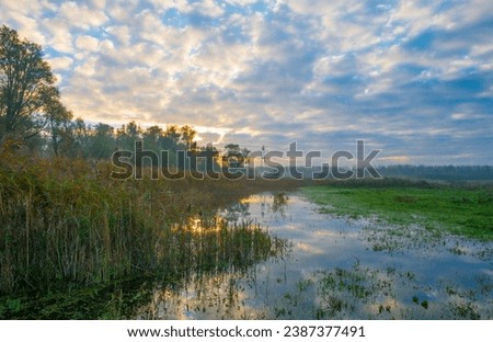 Reed and plants along a lake in wetland under a blue cloudy sky at sunrise in winter, Almere, Flevoland, The Netherlands, November 12, 2023