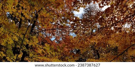 Autumn Colored Leaves Fluttering in the Trees