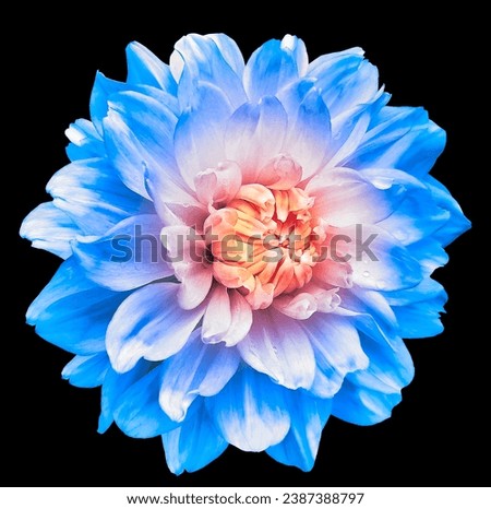 Blue   dahlia. Flower on black  isolated background with clipping path.  For design.  Closeup.  Nature.