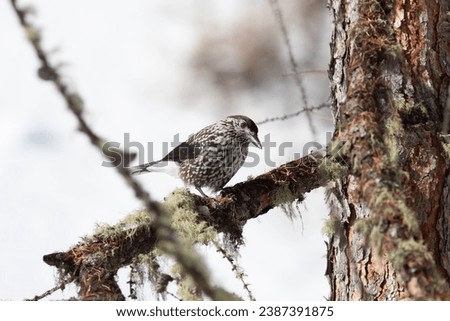 Bird in the wilderness with unfocused background
