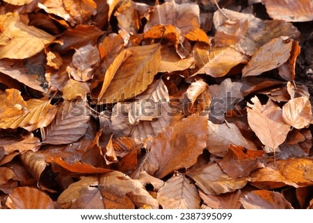 Close-up of colorful nature, calm golden autumn leaves on tree in autumn park forest