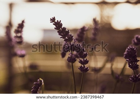 Backlit lavender flowers at sunset, casting a serene silhouette for a soothing natural scene.