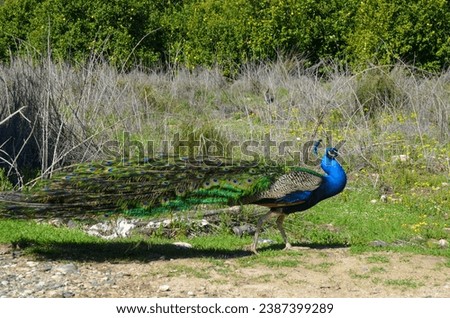 A peacock walking with its feathers down. It can be used to symbolize elegance, naivety and beauty. Royalty-Free Stock Photo #2387399289