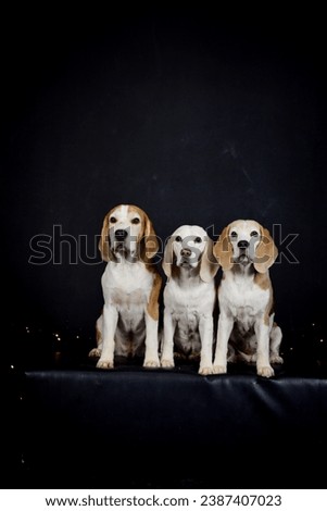 christmas photo of dogs in photo studio with colorful lights. Black background in photo studio. 
