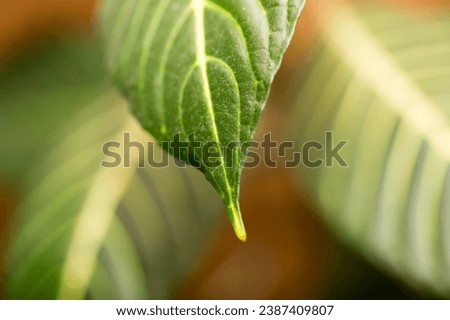  macro shot of a vibrant green leaf. Every detail is captured in high resolution, bringing the beauty of nature to life. Perfect for eco conscious designs and projects.