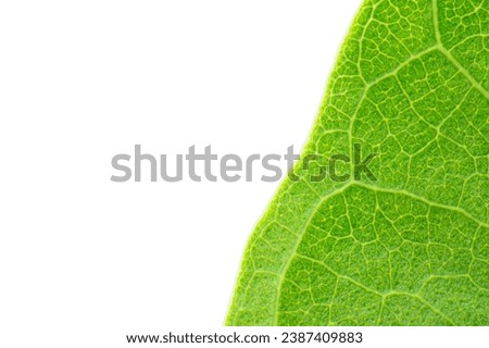 macro close up capturing the lush green foliage in perfect symmetry. The image radiates tranquility, making it an ideal choice for projects promoting balance, wellness, and environmental consciousness