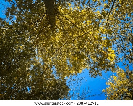 view of autumn sky and  trees