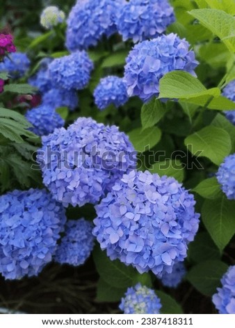 Very beautiful blue Hydrangea macrophylla in a summer garden on a flower bed.
Floral wallpaper.
 Royalty-Free Stock Photo #2387418311