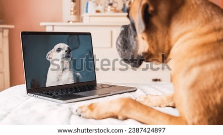 Cute dog sitting on bed in front of laptop on video call with his dog friend in bedroom Royalty-Free Stock Photo #2387424897