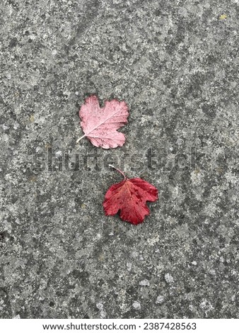 Red autumn leaves on concrete background (photo from IPhone)