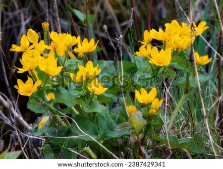 Marsh Marigold (Caltha palustris) yellow wildflower blossoms growing in the Chippewa National Forest, northern Minnesota USA  Royalty-Free Stock Photo #2387429341