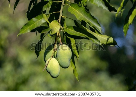 Sword mango fruits on the tree
