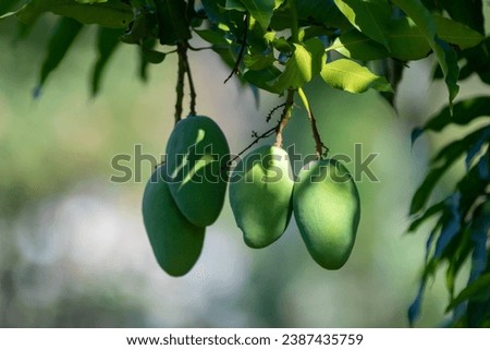 Sword mango fruits on the tree
