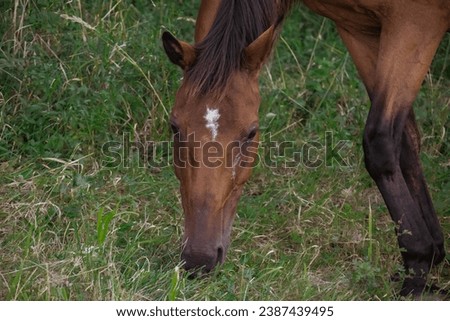 Grazing brown horse in a field on a ranch.