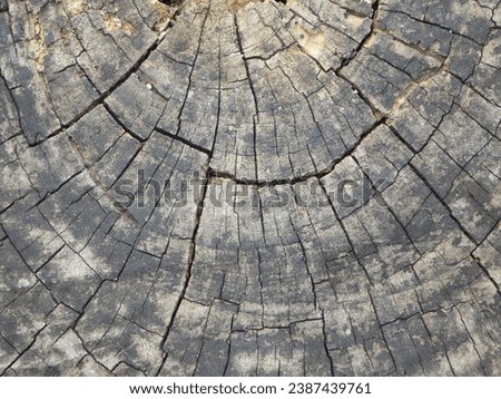 
Cracked log surface and tree rings.Tropical log surface.Natural patern.