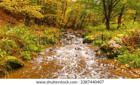 Stream in the autumn forest. Colorful leaves on the ground.