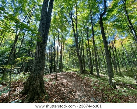 Northern Ontario forest at the end of summer. Autumn colours are starting to show in the foliage. Forest trails provide access to mushrooms, foliage and various streams, all under a bright blue sky. Royalty-Free Stock Photo #2387446301