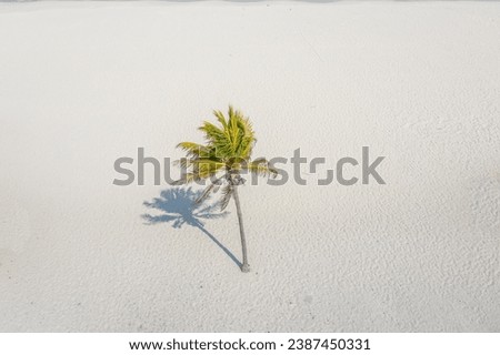 Palm trees on Eagle Beach, Aruba