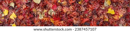 Nature background of warm colored wet fall leaves, maple leaves and cottonwood leaves, in red, orange, and yellow
 Royalty-Free Stock Photo #2387457107
