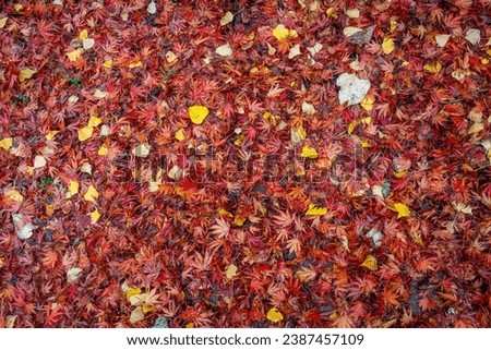 Nature background of warm colored wet fall leaves, maple leaves and cottonwood leaves, in red, orange, and yellow
 Royalty-Free Stock Photo #2387457109