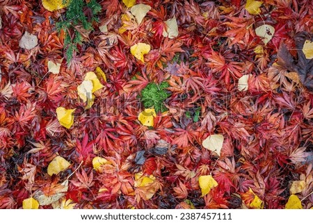 Nature background of warm colored wet fall leaves, maple leaves and cottonwood leaves, in red, orange, and yellow
 Royalty-Free Stock Photo #2387457111