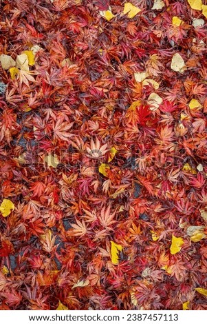 Nature background of warm colored wet fall leaves, maple leaves and cottonwood leaves, in red, orange, and yellow
 Royalty-Free Stock Photo #2387457113