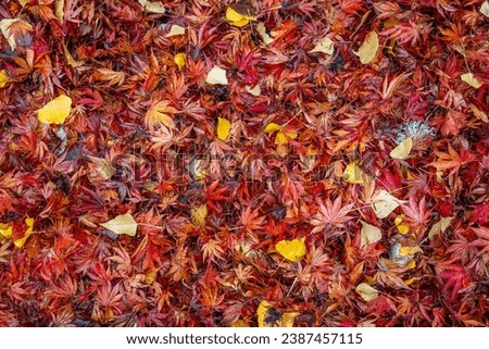 Nature background of warm colored wet fall leaves, maple leaves and cottonwood leaves, in red, orange, and yellow
 Royalty-Free Stock Photo #2387457115