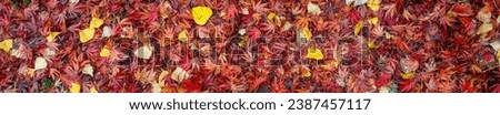 Nature background of warm colored wet fall leaves, maple leaves and cottonwood leaves, in red, orange, and yellow
 Royalty-Free Stock Photo #2387457117