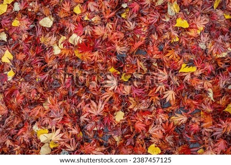 Nature background of warm colored wet fall leaves, maple leaves and cottonwood leaves, in red, orange, and yellow
 Royalty-Free Stock Photo #2387457125