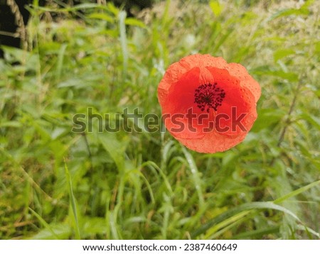 Red poppy in the grass on the meadow in nature. Slovakia