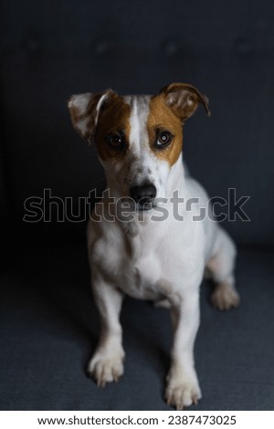 Portrait of a smart dog. The dog poses for the camera. Jack Russell Terrier sits on a chair. Studio photo for a dog